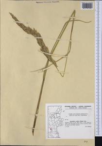 Ammocalamagrostis baltica (Flüggé ex Schrad.) P.Fourn., Западная Европа (EUR) (Дания)