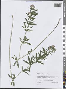 Клевер люпиновый L., Сибирь, Западная Сибирь (S1) (Россия)