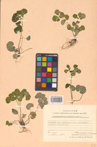 Селезеночник очереднолистный L., Восточная Европа, Западно-Украинский район (E13) (Украина)