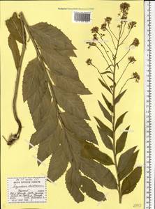 Гулявник прямой L., Восточная Европа, Центральный лесостепной район (E6) (Россия)