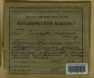 Encalypta rhaptocarpa Schwägr., Гербарий мохообразных, Мхи - Средняя Азия и Казахстан (B16) (Киргизия)