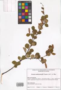 Береза кустарниковая Pall., Сибирь, Дальний Восток (S6) (Россия)