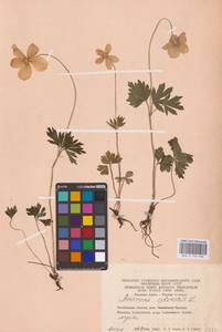 Ветреница лесная L., Восточная Европа, Восточный район (E10) (Россия)