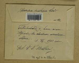 Orthodicranum montanum (Hedw.) Loeske, Гербарий мохообразных, Мхи - Центральное Нечерноземье (B6) (Россия)