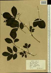 Бузина черная L., Восточная Европа, Западно-Украинский район (E13) (Украина)