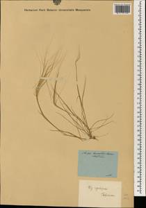Stipellula capensis (Thunb.) Röser & Hamasha, Зарубежная Азия (ASIA) (Неизвестно)