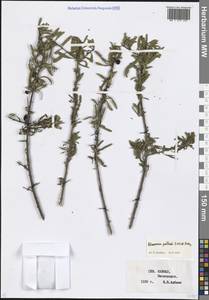 Rhamnus erythroxyloides subsp. erythroxyloides, Кавказ, Ставропольский край, Карачаево-Черкесия, Кабардино-Балкария (K1b) (Россия)