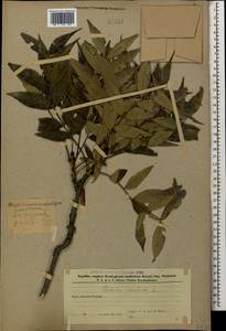 Ясень высокий, Ясень обыкновенный L., Кавказ, Азербайджан (K6) (Азербайджан)