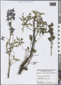 Живокость губоцветковая Fisch. ex DC., Сибирь, Центральная Сибирь (S3) (Россия)