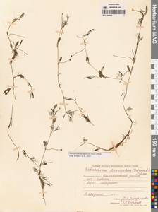 Ranunculus mongolicus (Krylov) Serg., Сибирь, Чукотка и Камчатка (S7) (Россия)