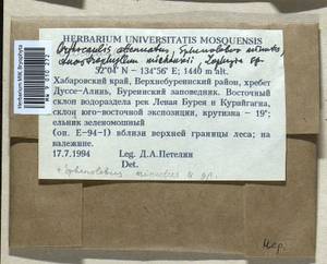 Neoorthocaulis attenuatus (Mart.) L. Söderstr., De Roo & Hedd., Гербарий мохообразных, Мхи - Дальний Восток (без Чукотки и Камчатки) (B20) (Россия)