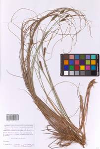 Осока волосистоплодная Ehrh., Восточная Европа, Московская область и Москва (E4a) (Россия)