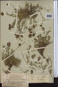 Astragalus sarbasnensis B. Fedtsch., Средняя Азия и Казахстан, Западный Тянь-Шань и Каратау (M3) (Казахстан)