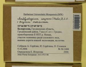 Amblystegium serpens (Hedw.) Schimp., Гербарий мохообразных, Мхи - Белоруссия (B2) (Белоруссия)