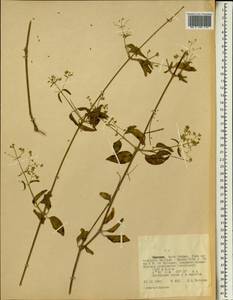 Amaranthaceae, Африка (AFR) (Эфиопия)