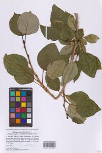 Тополь душистый Fisch., Восточная Европа, Московская область и Москва (E4a) (Россия)