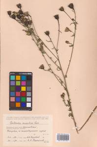 Centaurea stoebe subsp. stoebe, Сибирь, Дальний Восток (S6) (Россия)