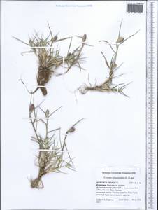 Sporobolus schoenoides (L.) P.M.Peterson, Средняя Азия и Казахстан, Западный Тянь-Шань и Каратау (M3) (Киргизия)