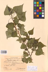 Тополь черный, Осокорь L., Восточная Европа, Московская область и Москва (E4a) (Россия)