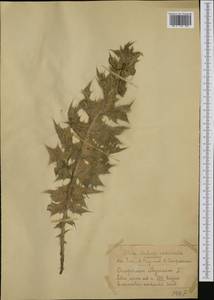 Onopordum illyricum, Западная Европа (EUR) (Италия)