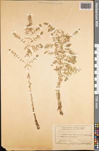 Lysimachia maritima (L.) Galasso, Banfi & Soldano, Средняя Азия и Казахстан, Памир и Памиро-Алай (M2) (Таджикистан)