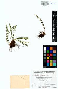 Вудсия головатая, Вудсия гладковатая R.Br., Сибирь, Прибайкалье и Забайкалье (S4) (Россия)