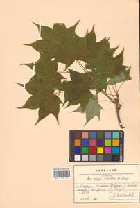 Клен Майра (Schwer.) H.Ohashi, Сибирь, Дальний Восток (S6) (Россия)