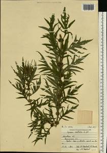 Зюзник высокий L.fil., Восточная Европа, Московская область и Москва (E4a) (Россия)