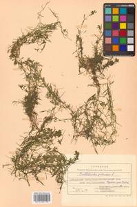 Callitriche palustris subsp. palustris, Сибирь, Дальний Восток (S6) (Россия)