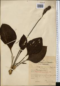 Подорожник наибольший Juss. ex Jacq., Средняя Азия и Казахстан, Северный и Центральный Казахстан (M10) (Казахстан)