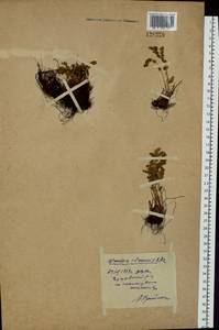 Вудсия эльбская (L.) R.Br., Сибирь, Дальний Восток (S6) (Россия)