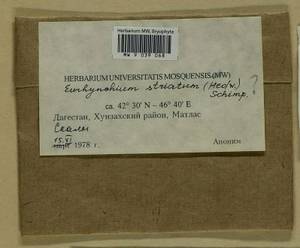 Eurhynchium striatum (Schreb. ex Hedw.) Schimp., Гербарий мохообразных, Мхи - Северный Кавказ и Предкавказье (B12) (Россия)