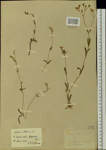 Silene orientalimongolica Kozhevn., Сибирь, Прибайкалье и Забайкалье (S4) (Россия)