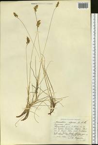 Anthoxanthum monticola (Bigelow) Veldkamp, Сибирь, Якутия (S5) (Россия)