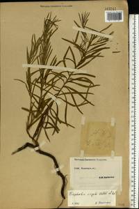 Euphorbia tommasiniana Bertol., Восточная Европа, Южно-Украинский район (E12) (Украина)