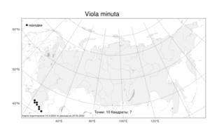 Viola minuta, Фиалка мелкая M. Bieb., Атлас флоры России (FLORUS) (Россия)