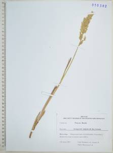 Арктополевица широколистная (R.Br.) Griseb., Сибирь, Дальний Восток (S6) (Россия)