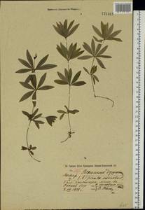 Подмаренник душистый (L.) Scop., Восточная Европа, Центральный лесной район (E5) (Россия)