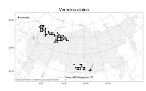 Veronica alpina, Вероника альпийская L., Атлас флоры России (FLORUS) (Россия)
