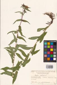 Pentanema salicinum subsp. salicinum, Восточная Европа, Московская область и Москва (E4a) (Россия)