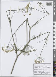 Тмин бурятский Turcz., Сибирь, Прибайкалье и Забайкалье (S4) (Россия)