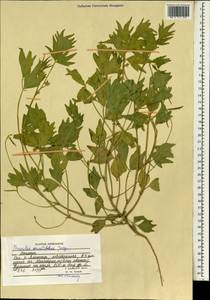 Vigna aconitifolia (Jacq.)Marechal, Зарубежная Азия (ASIA) (Афганистан)