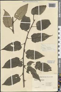 Ежевика, Зарубежная Азия (ASIA) (КНР)