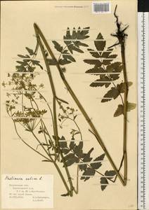 Пастернак посевной L., Восточная Европа, Центральный лесостепной район (E6) (Россия)