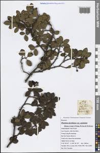 Photinia davidiana var. undulata (Decne.) Long Y. Wang, W. Guo & W. B. Liao, Зарубежная Азия (ASIA) (Вьетнам)