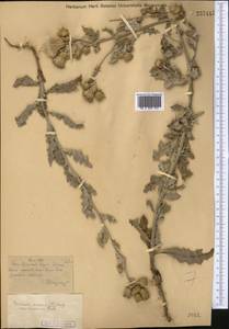 Cirsium arvense var. vestitum Wimm. & Grab., Средняя Азия и Казахстан, Сырдарьинские пустыни и Кызылкумы (M7) (Казахстан)