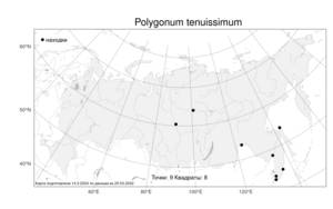 Polygonum tenuissimum, Спорыш тончайший A. I. Baranov & Skvortsov ex Vorosch., Атлас флоры России (FLORUS) (Россия)