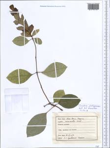 Гмелина филиппинская Cham., Зарубежная Азия (ASIA) (Индия)