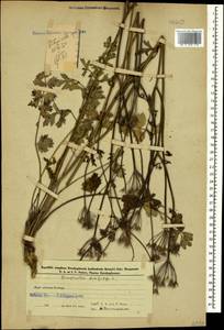 Бедренец камнеломковый, Бедренец-камнеломка L., Кавказ, Азербайджан (K6) (Азербайджан)