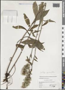 Solidago cuprea Juz., Сибирь, Дальний Восток (S6) (Россия)